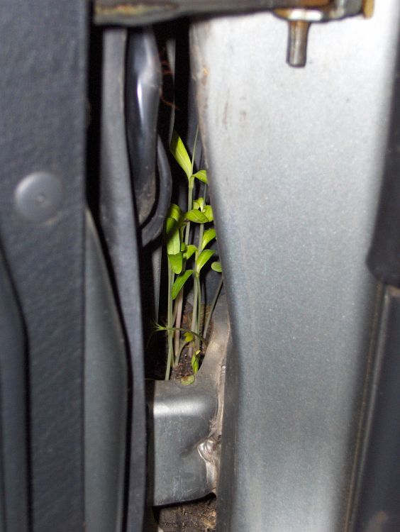 растение в колата